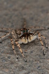 Wall Mural - Vertical shot of a small hairy jumping spider with long legs on the ground