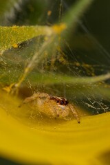 Wall Mural - Vertical shot of a small evarcha jumping spider in its web on a sunflower