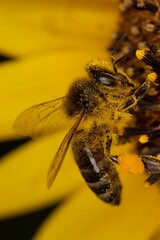 Sticker - Vertical shot of a Spanish bee perched on a yellow flower in a blurred background