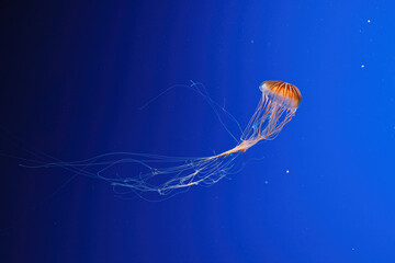 macro photography underwater northern sea nettle or brown jellyfish jellyfish