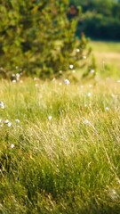 Sticker - Vertical shot of the green field with flowers swaying in the wind on a bright sunny day