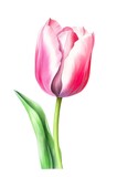 Fototapeta Tulipany - Watercolor pink tulip isolated on white background. Generative AI.