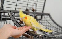 Yellow Cockatiel Eating Out Of A Person's Hand, Sitting On A Bird Cage