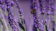 Lavender Flowers On Field. Honey Bee On Purple Bloom. Provence In France.