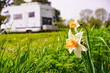 © Voyagerix - Daffodil spring flower and caravan in the distance