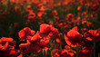 Anzac day banner. Dramatic Poppy flowers field. Remember for Anzac, Historic war memory. Poppy field, Remembrance day.