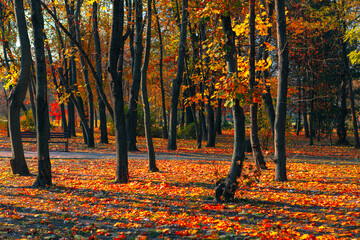 Wall Mural - Autumn park in vibrant colors . October autumn leaves