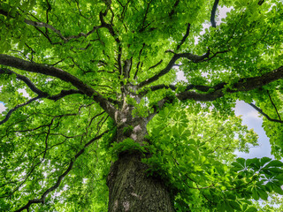 Green tree in the forest