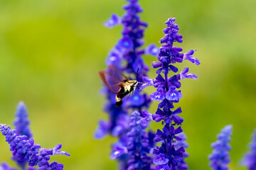 Poster - Hummingbird hawk - moth (Macroglossum stellatarum)