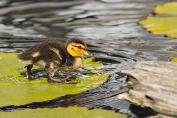 Wall Mural - A baby duck (duckling), probably a mallard (Anas platyrhynchos), walking on a lily pad in a pond in Sarasota, Florida