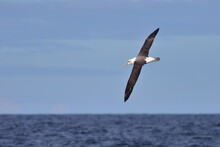 Adult White-capped Albatross Or White-capped Mollymawk (Thalassarche Steadi Or Thalassarche Cauta Steadi) Flying Over The Sea, With Blue Sky And Ocean Background, At Taiaroa Head, In Otago, New Zealan