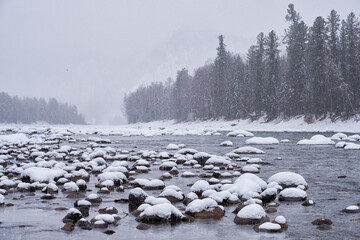 Fototapete - Stones with snow caps in the water of Altai Biya river under heavy snow in winter season with forest on background