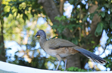 Wall Mural - West Mexican Chachalaca