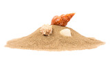 Fototapeta Tulipany - Isolated seashell on sand