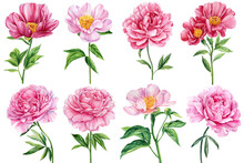 Peonies On White Isolated Background. Watercolor Pink Flowers Set. Watercolour Floral Illustration