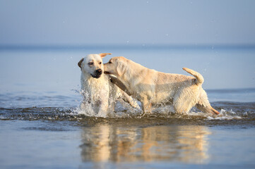 Sticker - two yellow labrador dogs playing with each other in the water