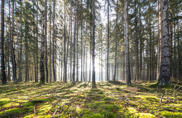 Wall Mural - Sun rays in the forest