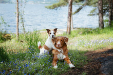 Two Dogs Hugging. Cute Jack Russell Terrier And Nova Scotia Duck Retriever In Nature, Against The Background Of Water