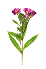 Wall Mural - Pressed and dried purple delicate flowers willow-herb