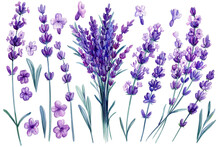 Lavender Watercolor. Set Of Purple Field Flowers On Isolated White Background, Watercolor Illustration