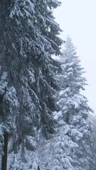 Poster - Vertical shot of a mysterious snowy forest in winter