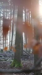 Sticker - Vertical shot of a dry forest with bright sun in the sky