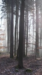 Sticker - Vertical shot of a dry forest with bright sun in the sky