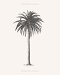 Palm tree in engraving style. Hand-drawn tropical tree. Template for design postcard, logo, label. Vintage illustration on light isolated background.