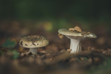 Canvas Print - Closeup of small mushrooms growing in a forest with blurred background