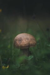 Sticker - Closeup of a small mushroom growing in a forest with blurred background