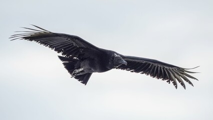 Sticker - Closeup shot of a flying vulture against a white sky