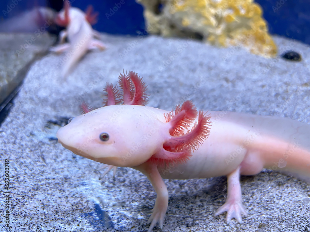Ein Axolotl im Aquarium. Der Axolotl ist ein aquatil lebender ...