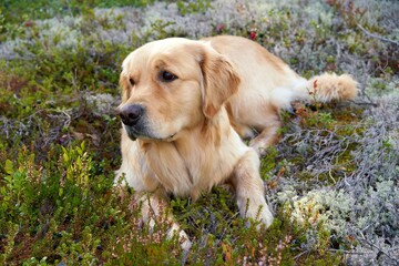 Wall Mural - Adorable golden retriever dog lying on the grass in the wild