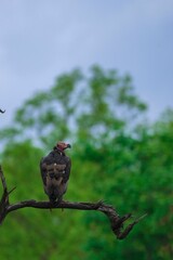 Sticker - Vertical shot of a dark vulture perched on a tree branch in a forest