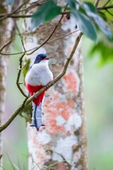 Canvas Print - Shallow focus of Cuban trogon bird perching on twig tree, vertical shot