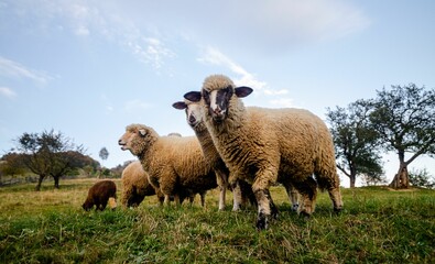 Wall Mural - Small herd of domestic sheep grazing on the green grass in a pasture under blue sky