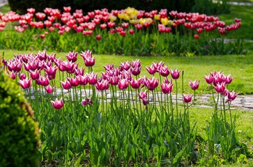 Poster - Selective focus shot of Swiss tulip flowers in a botanical garden with blur background