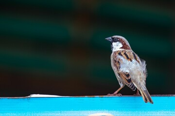 Poster - Closeup of a male house sparrow, Passer domesticus against the blurry background.