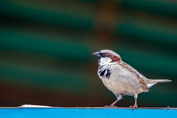 Poster - Closeup of a male house sparrow, Passer domesticus against the blurry background.