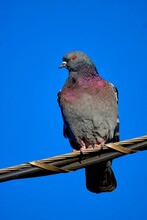 Vertical Closeup Of A Pigeon Perched On A Wire Against A Blue Sky On A Sunny Day