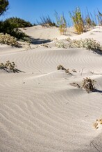 Vertical Shot Of Rippled Sand Dunes And Green Plants In The Wind In A Desert