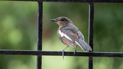 Sticker - Closeup shot of an Oriental magpie-robin, standing on a fence of a window