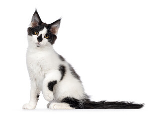 Wall Mural - Cute black and white Maine Coon cat kitten, sitting side ways. Looking towards camera with cute koala nose. Isolated on a white background.