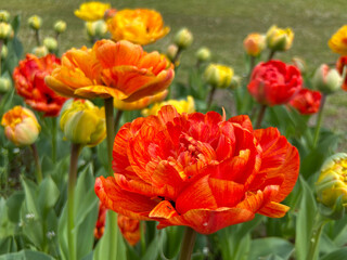 Wall Mural - Bright red tulip big giant