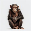 Chimpanzee on isolated white background 