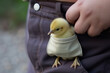 cute chick in trouser pocket
