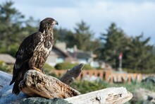 Young Bald Eagle Sitting On A Log On The Beach With Trees And Houses In Background