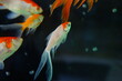 Colorful Gold Fish, traditional Japanese Kingyo　swimming in Fish Tank, isolated - カラフル 金魚 水槽