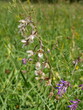 Sumpf-Stendelwurz (Epipactis palustris),  Blüten, Orchidee, Weiße Sumpfwurz, Echte Sumpfwurz, Sumpf-Sitter 