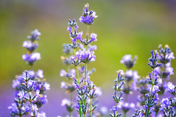 Wall Mural - Purple violet color lavender flower field closeup background.